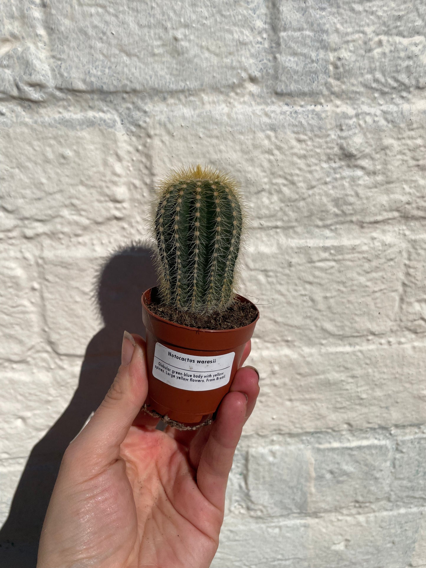 Notocactus warasii (Parodia warasii)