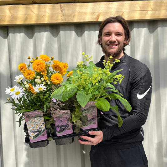 Our Selection of 3 x 2L Perennial Plants