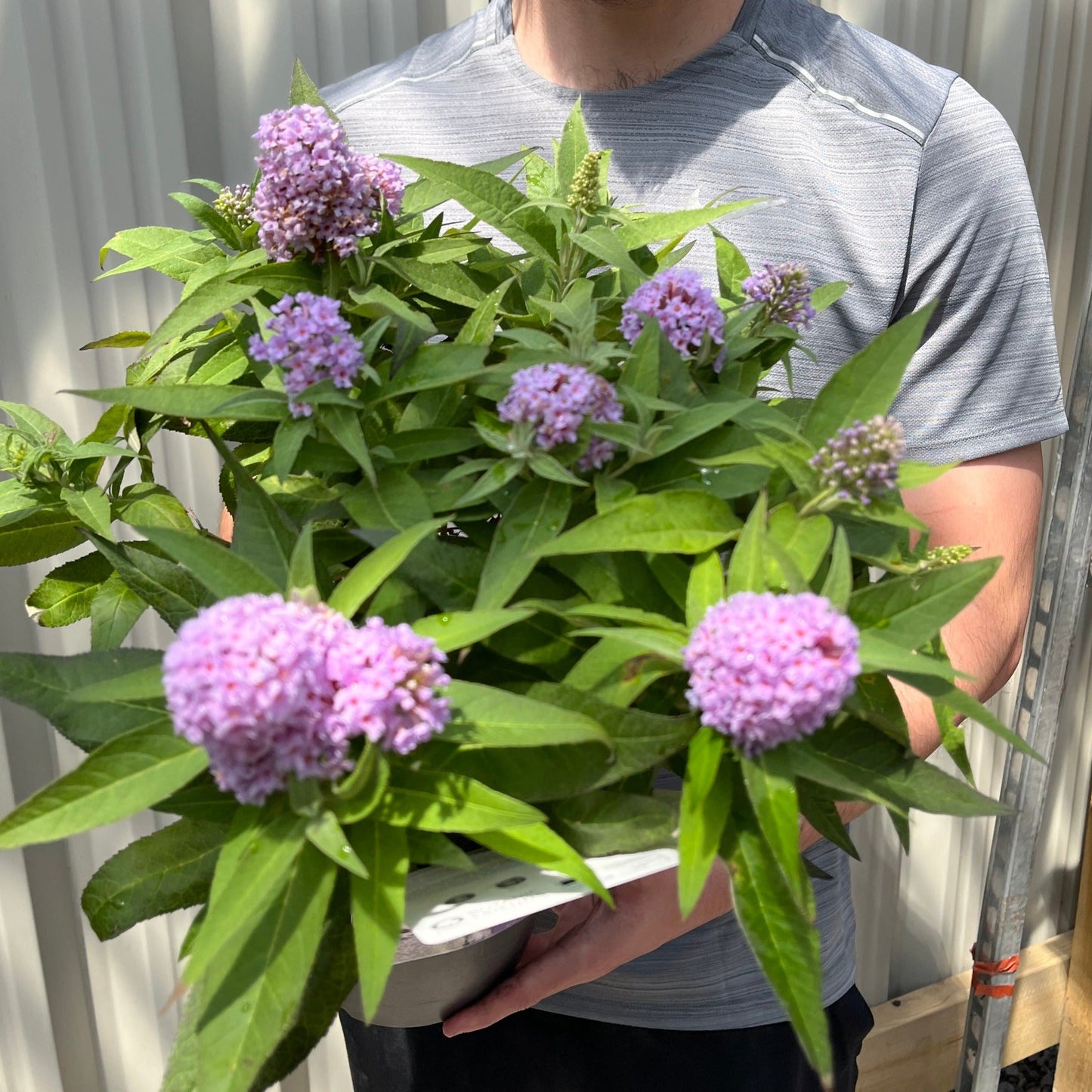 Buddleja 'Butterfly Candy Little Lila' 9cm/1L/3L