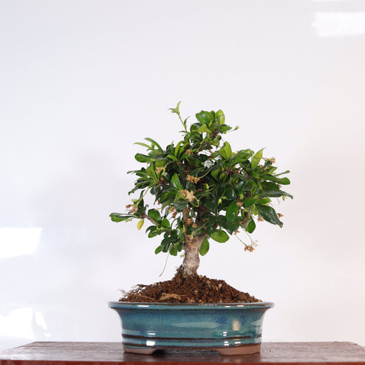 Fukien Tea Tree (Carmona Retusa) Bonsai Tree | Broom | In 16cm Blue Pot | Perfect Gift