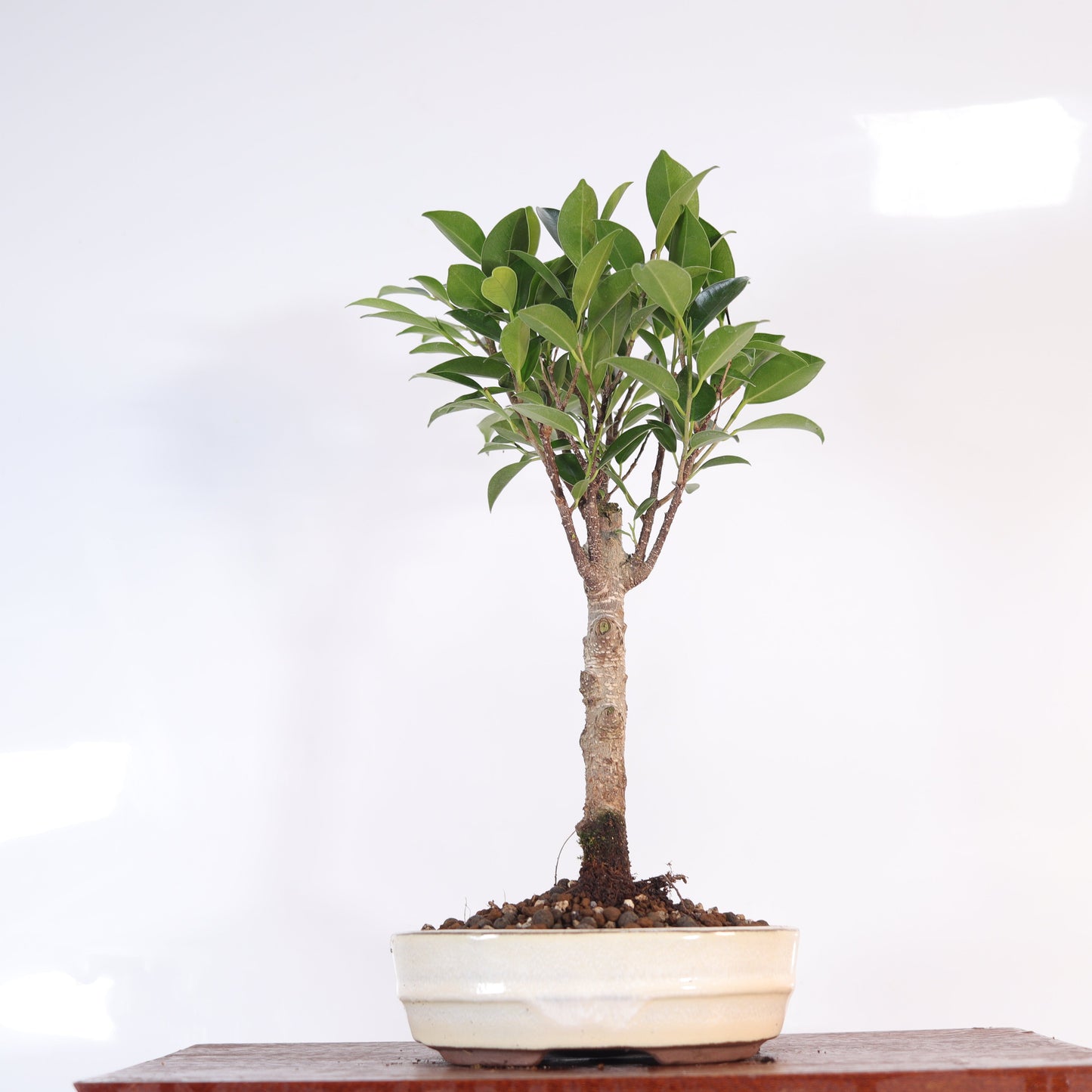 Ficus Microcarpa (Banyan Fig) Indoor Bonsai Tree | Broom | In 16cm Pot | Excellent Gift