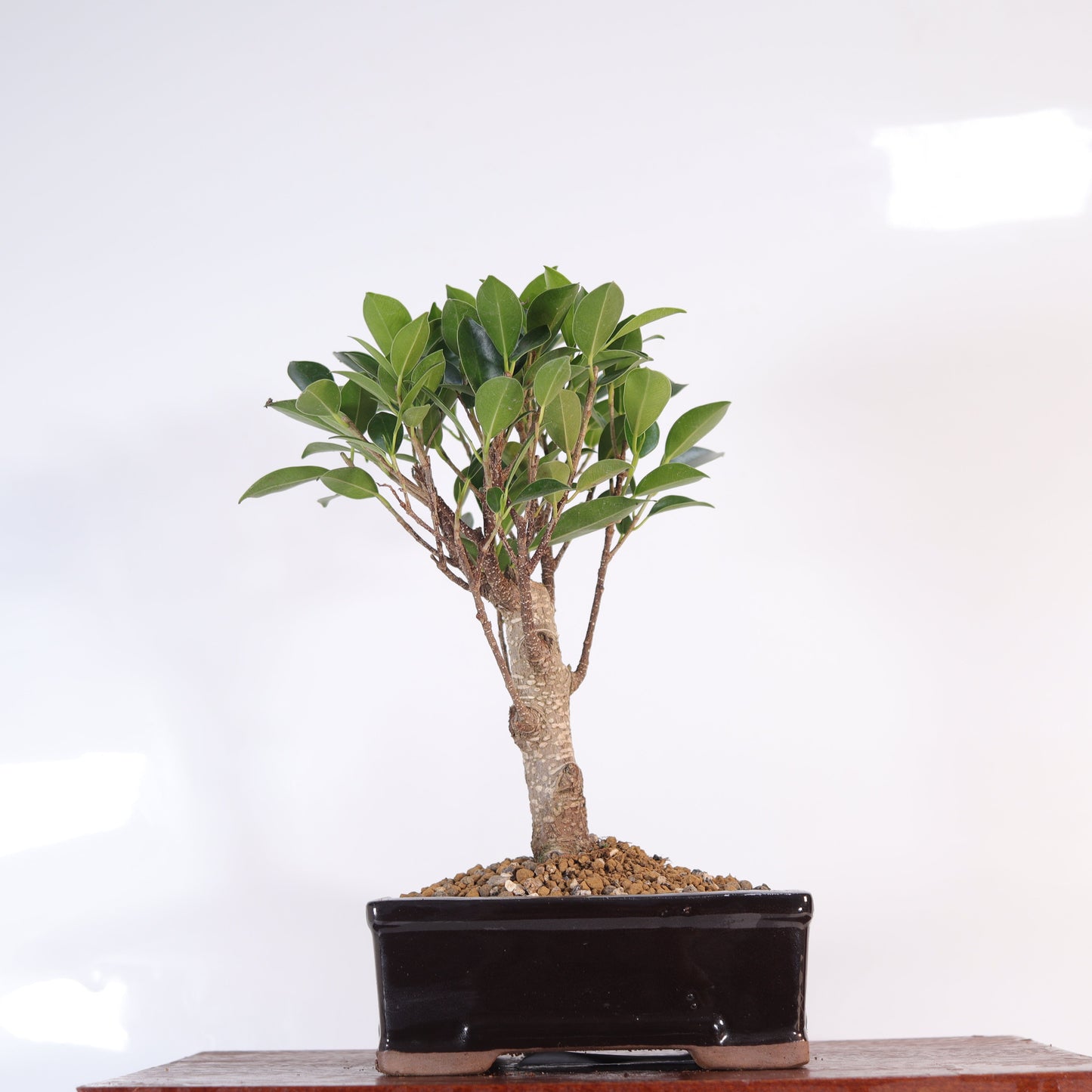 Ficus Microcarpa (Banyan Fig) Indoor Bonsai Tree | Broom | In 16cm Pot | Excellent Gift