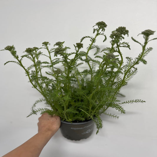 Achillea Terracotta 9cm