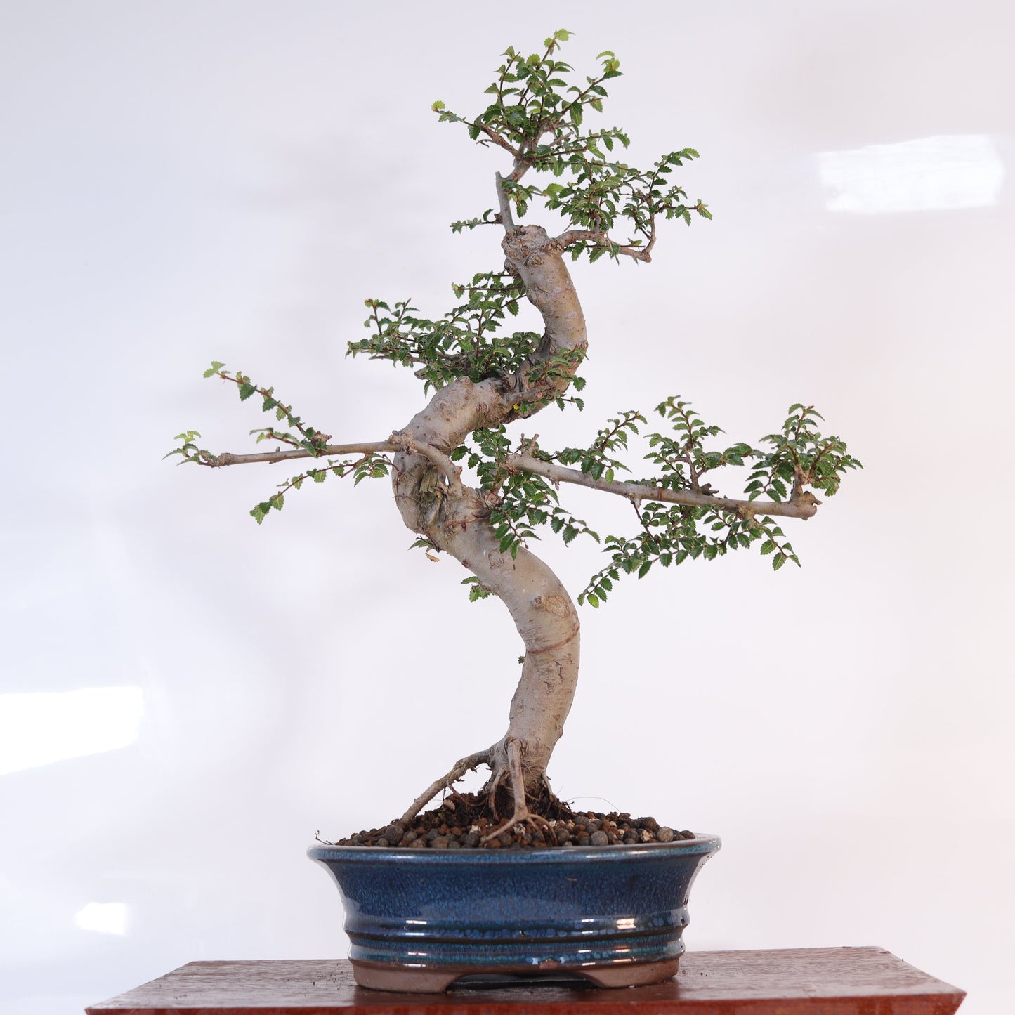 Chinese Elm (Ulmus Parvifolia) Bonsai Tree | Shaped | In 18cm Pot | Great Gift