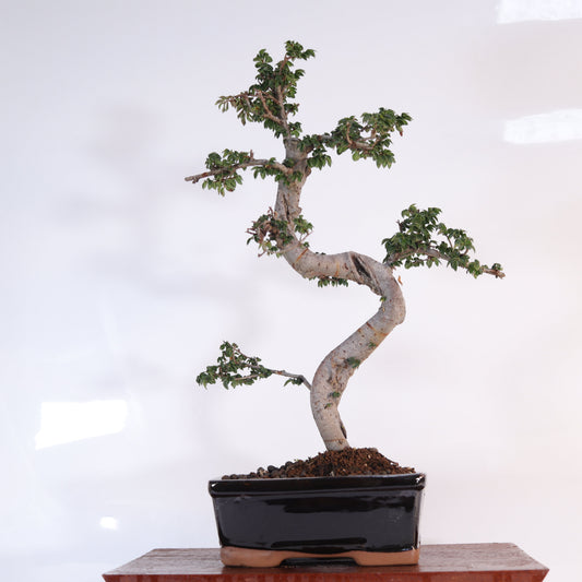 Chinese Elm (Ulmus Parvifolia) Bonsai Tree | Shaped | In 18cm Pot | Great Gift