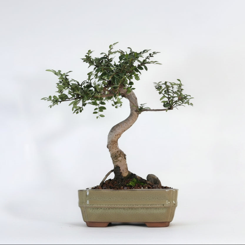 Chinese Elm (Ulmus Parvifolia) Bonsai Tree | Shaped | In 16cm Pot | Great Gift