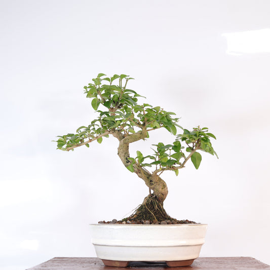Chinese Privet (Ligustrum Sinense) Bonsai Tree | Shaped | In 20cm Pot | Superb Gift