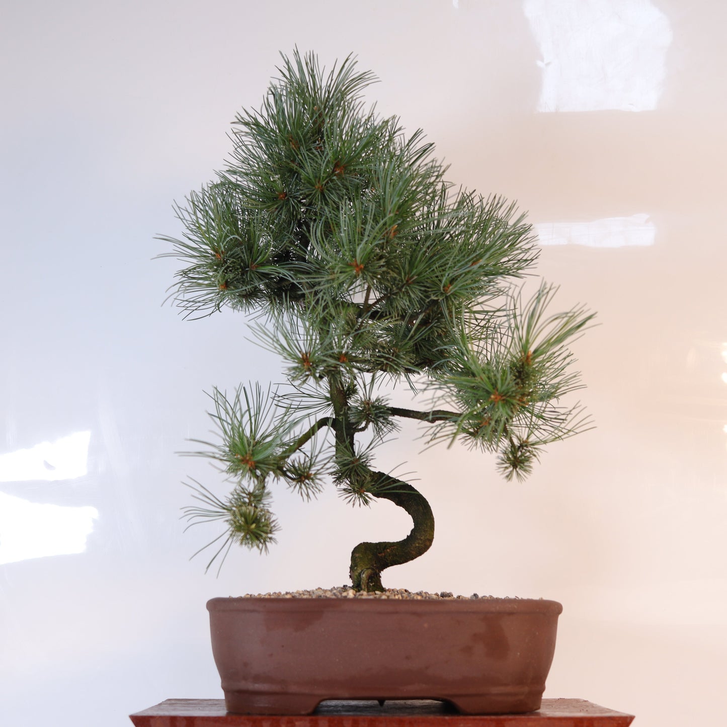 Japanese White Pine Bonsai Tree (Pinus Parviflora) | Shaped | In 25cm Pot