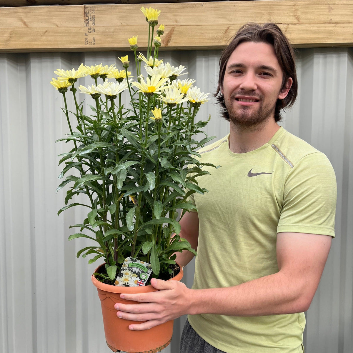 Leucanthemum Broadway Lights 1.5L / 2L