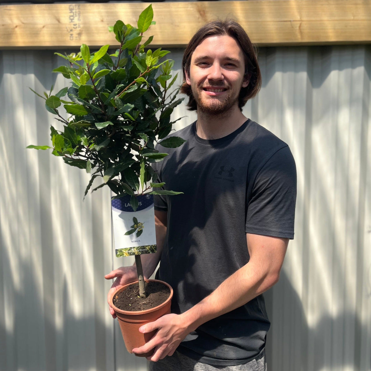Standard Bay Tree | Laurus nobilis (70-80cm)