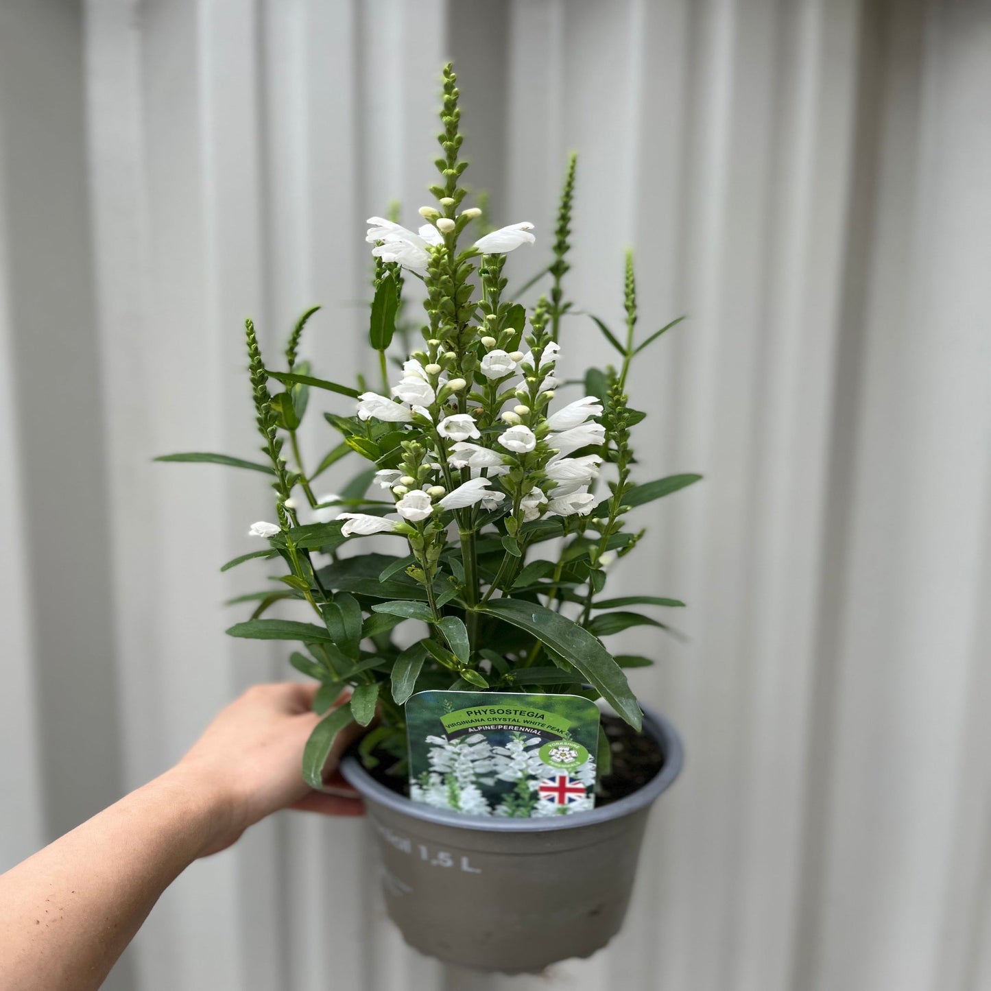 Physostegia Virginia 'Crown of Snow' 9cm