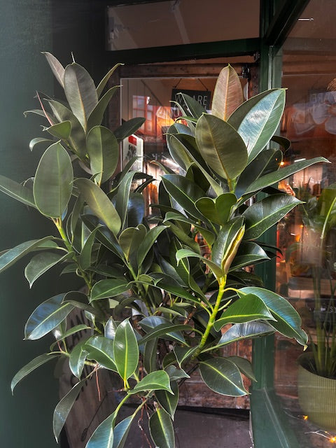 Ficus elastica (Rubber Plant) -6 varieties available