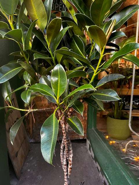 Ficus elastica (Rubber Plant) -6 varieties available