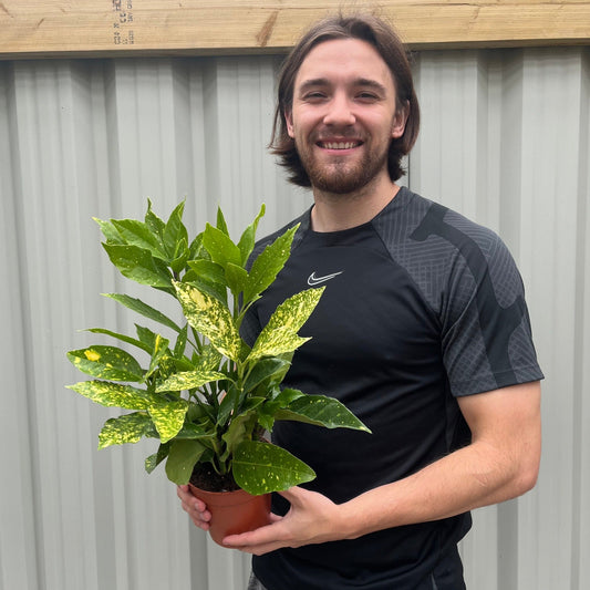 Aucuba japonica (Spotted Laurel) 1.5L (Multibuy Offers Available)
