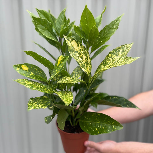 Aucuba japonica (Spotted Laurel) 1.5L (Multibuy Offers Available)