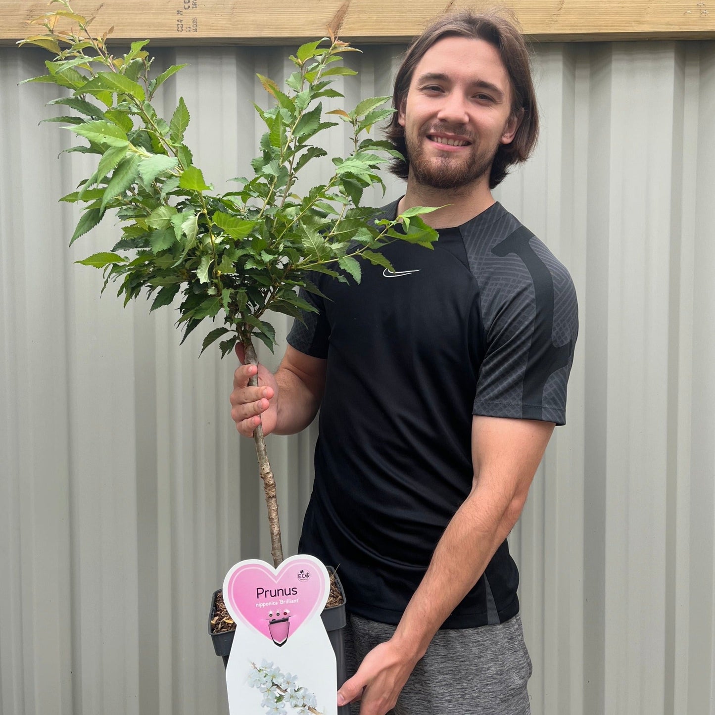Ornamental Flowering Cherry Blossom Dwarf Tree -  Nipponica  ‘Brilliant’ (2 Sizes Available)