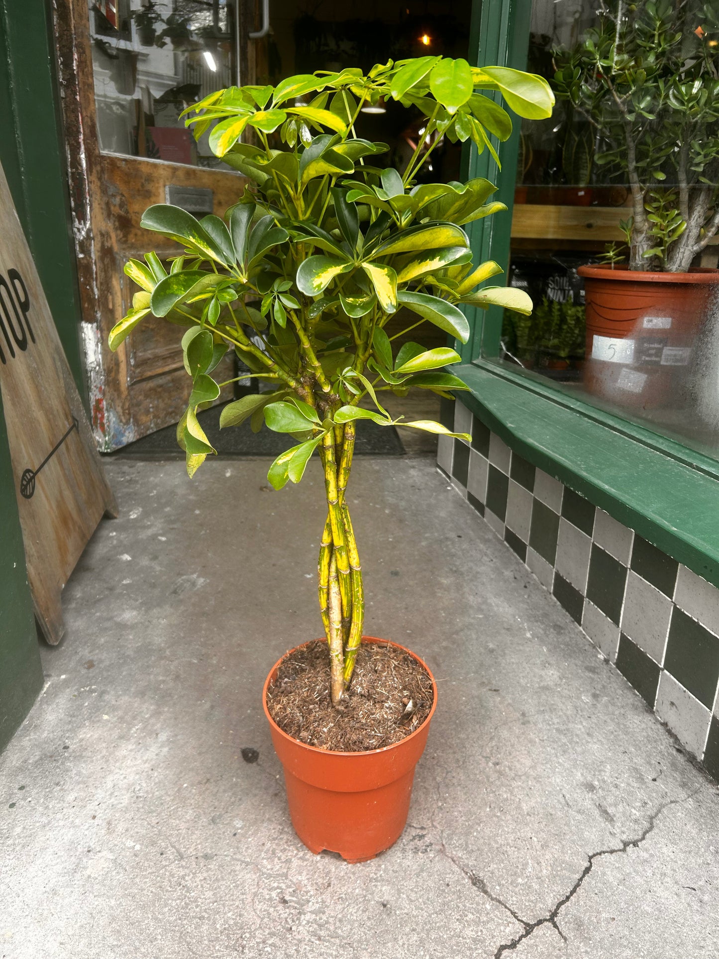 Schefflera arboricola 'Gold Capella' (Umbrella Plant)