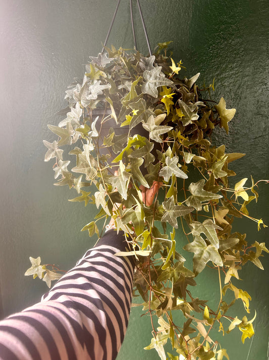 Hedera helix 'Mona Lisa' (English Ivy)