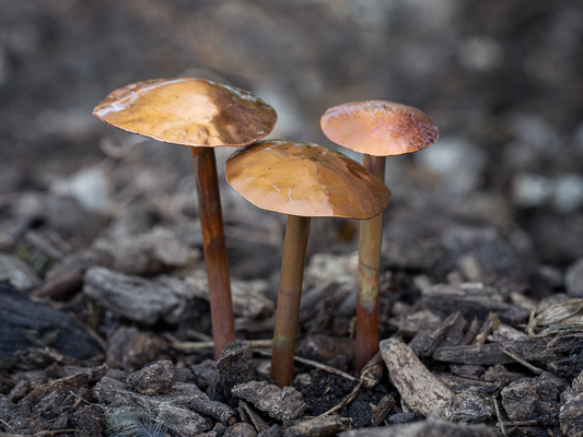 3 Copper Mushrooms