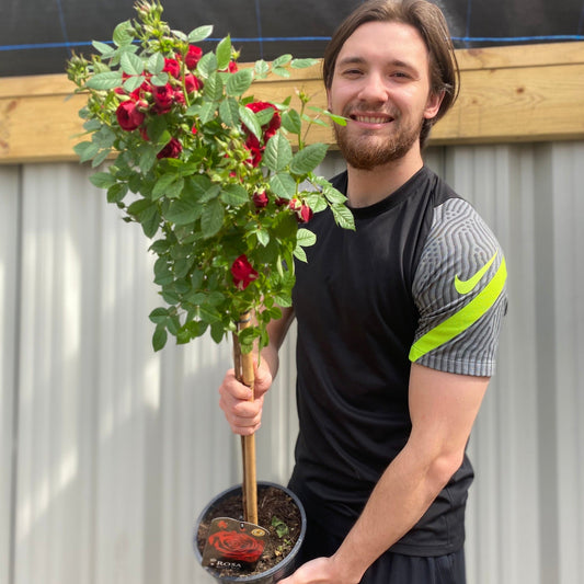 Patio Standard Rose 'Red'