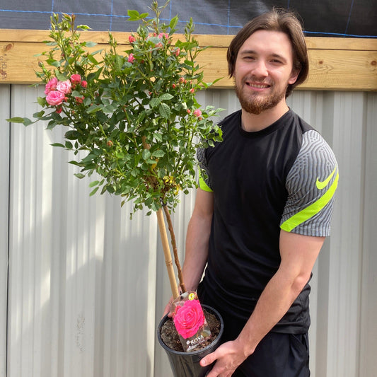 Patio Standard Rose 'Pink'