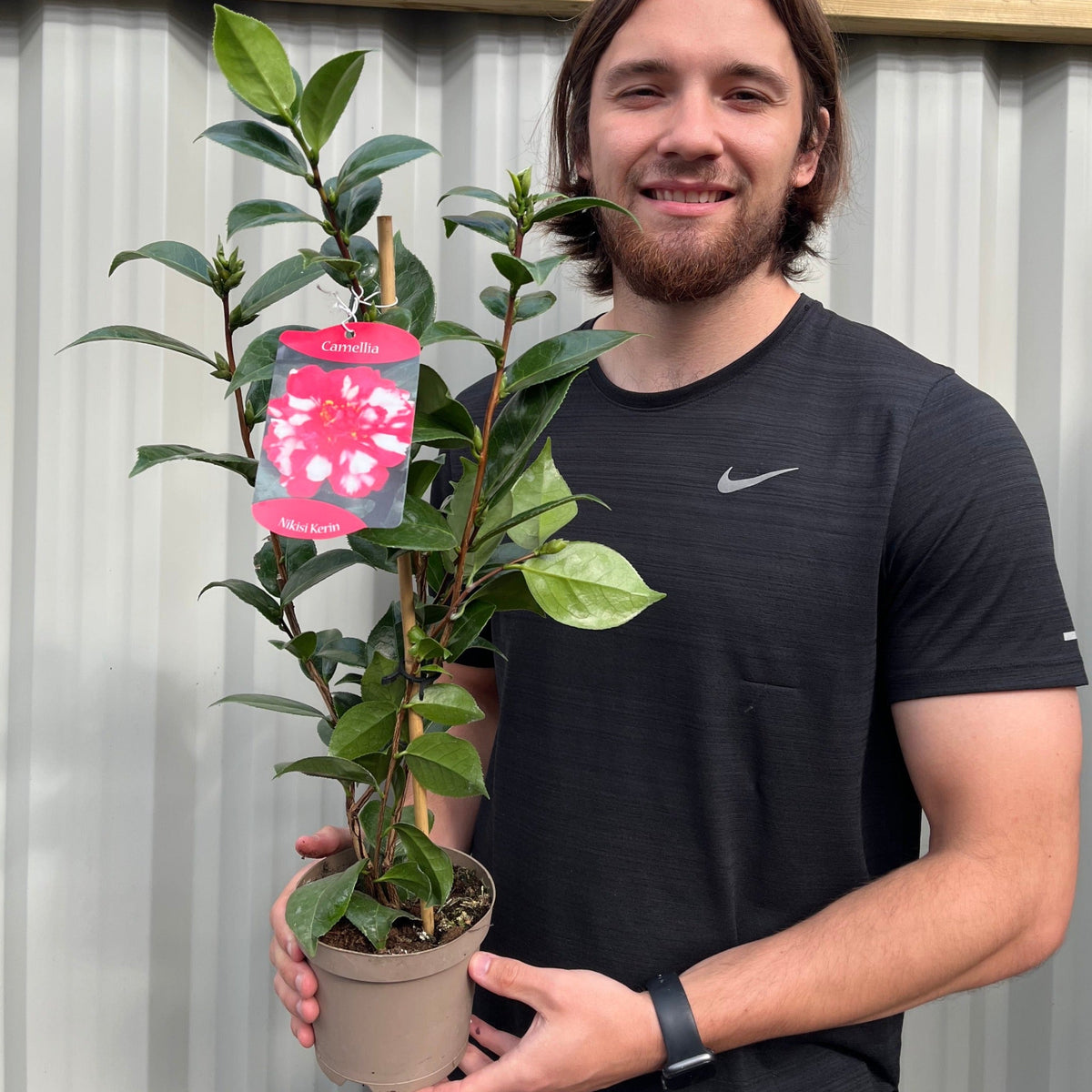 Camellia japonica Nikisi Kerin 2L / 5L
