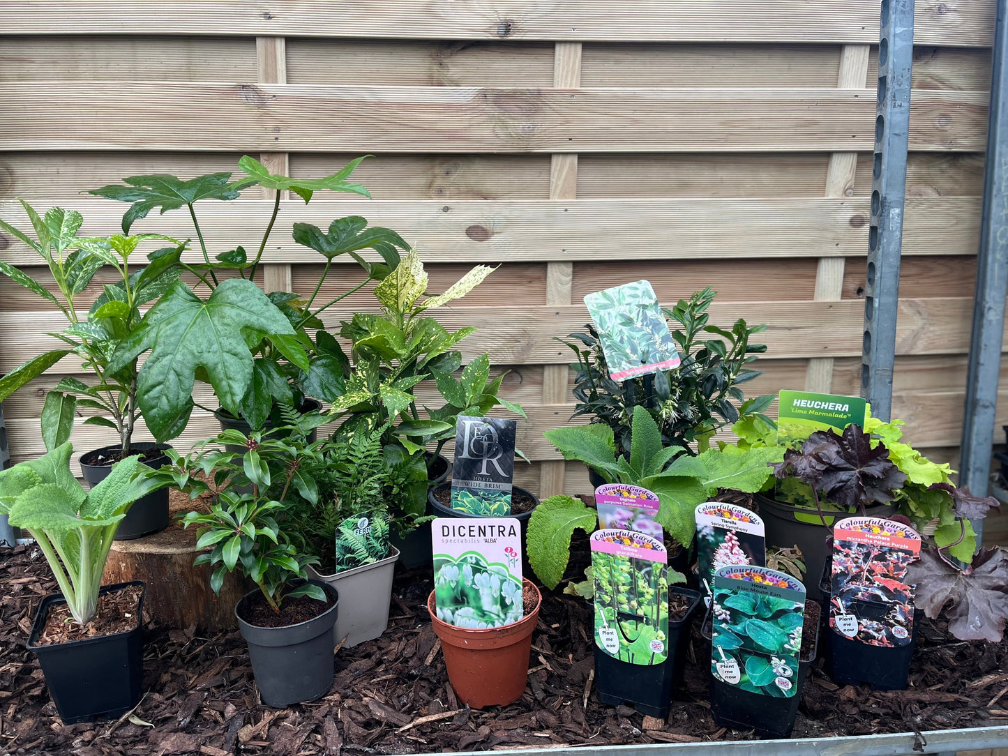 Our Hand Picked Selection of Shade Tolerant Plants
