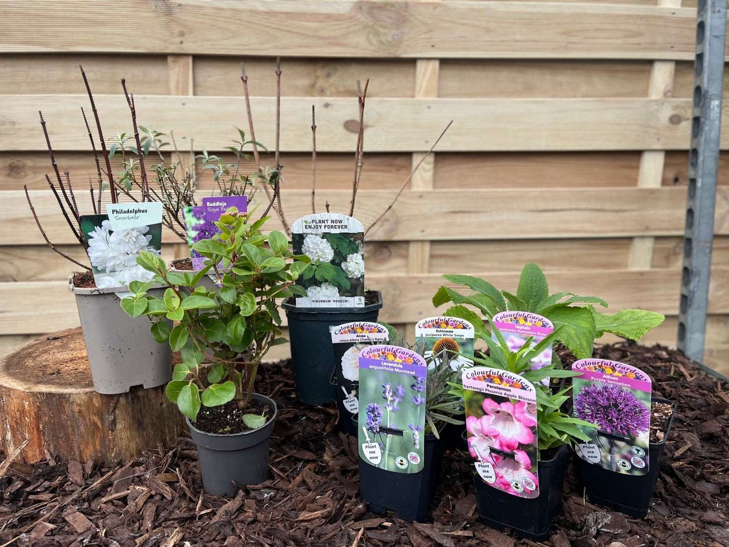 Our Hand Picked Selection of Butterfly and Bee Attracting Plants