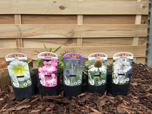 Our Hand Picked Selection of Plants For a Sunny Location