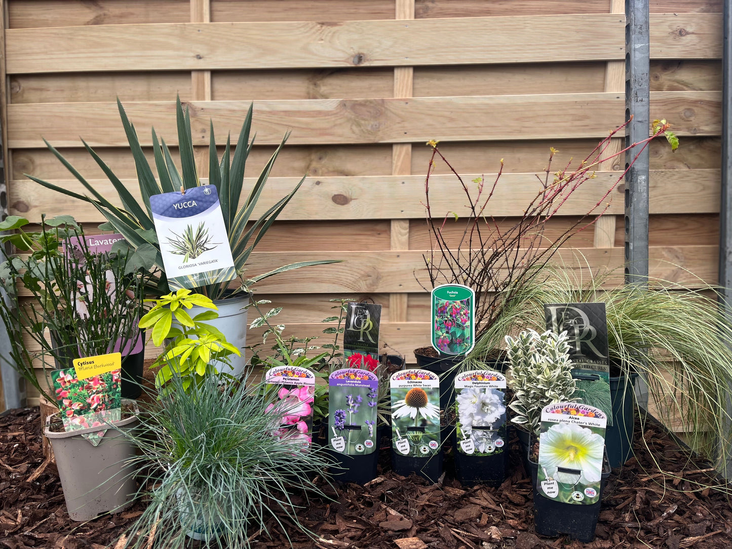 Our Hand Picked Selection of Plants For a Sunny Location