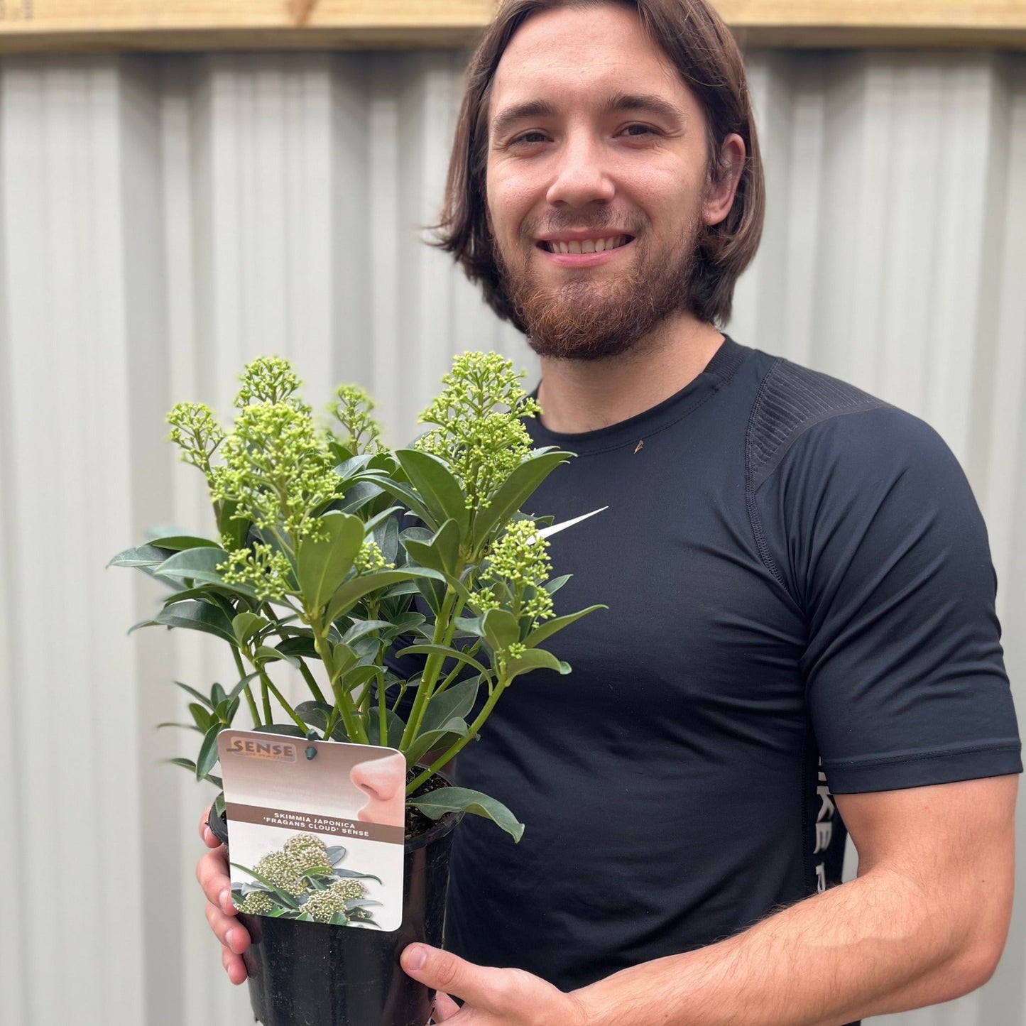 Skimmia japonica 'Fragrant Cloud' 9cm/2L/5L