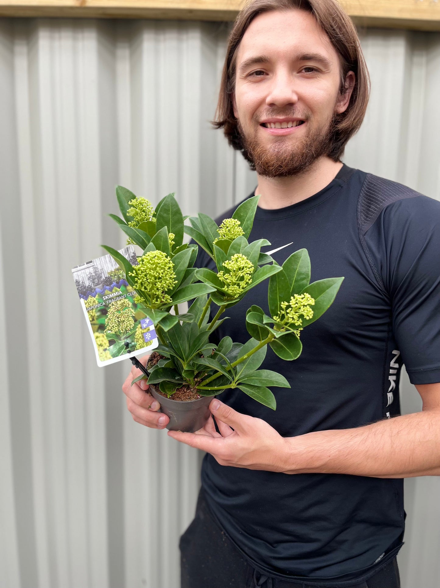 Skimmia japonica 'Fragrant Cloud' 9cm/2L/5L