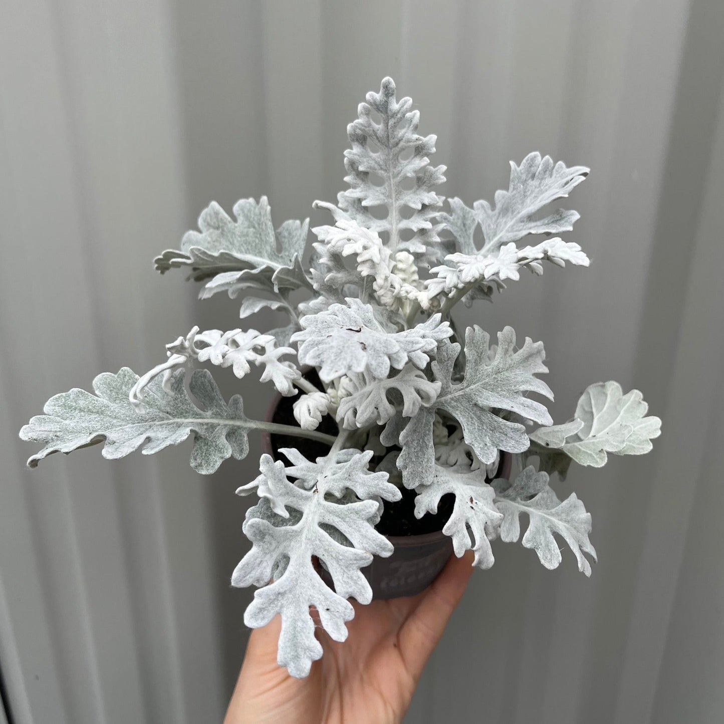 3 x Cineraria 'Silver Dust' (9cm Pots)