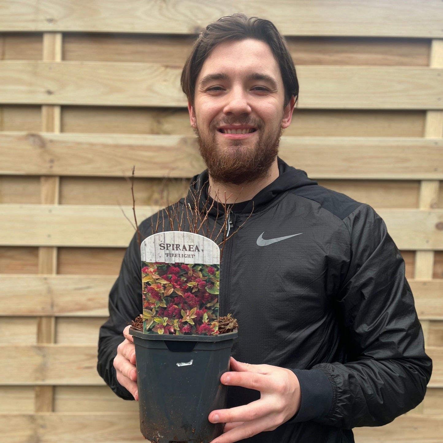 Spiraea japonica 'Firelight' 9cm / 1L / 2L