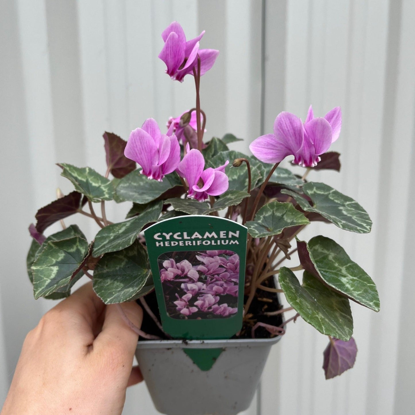 Hardy Cyclamen Pink (9cm Pot)