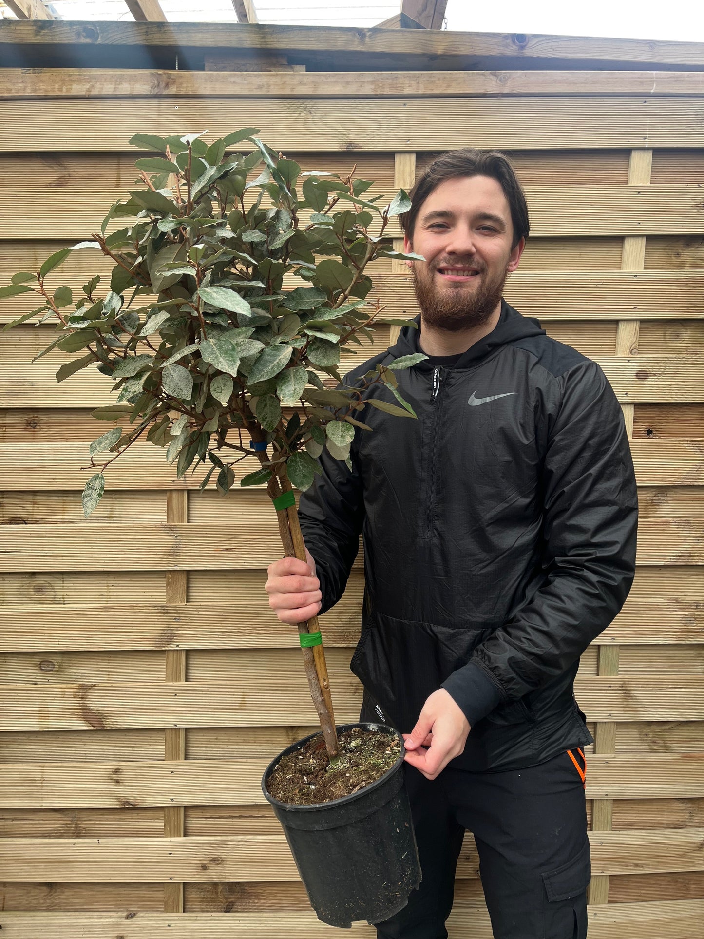 Elaeagnus x ebbingei Compacta Patio Tree