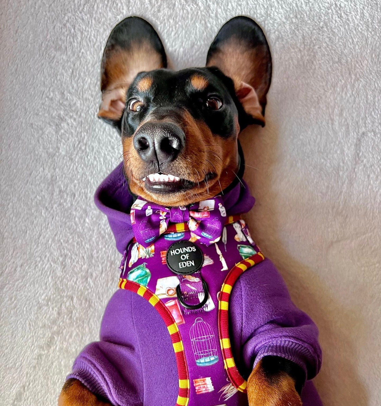 Dog Hoodie - Purple