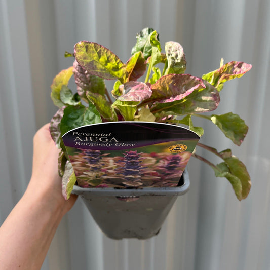 Ajuga 'Burgundy Glow' 1.5L