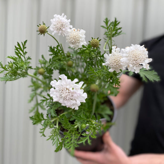 Scabious 'Kudo White' 9cm/2L