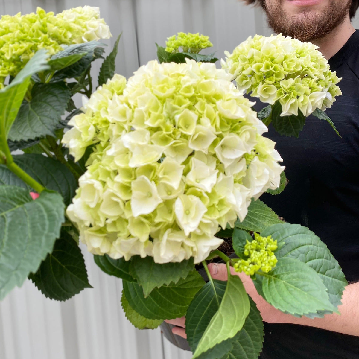 Hydrangea macrophylla 'White Ball' 9cm-10L