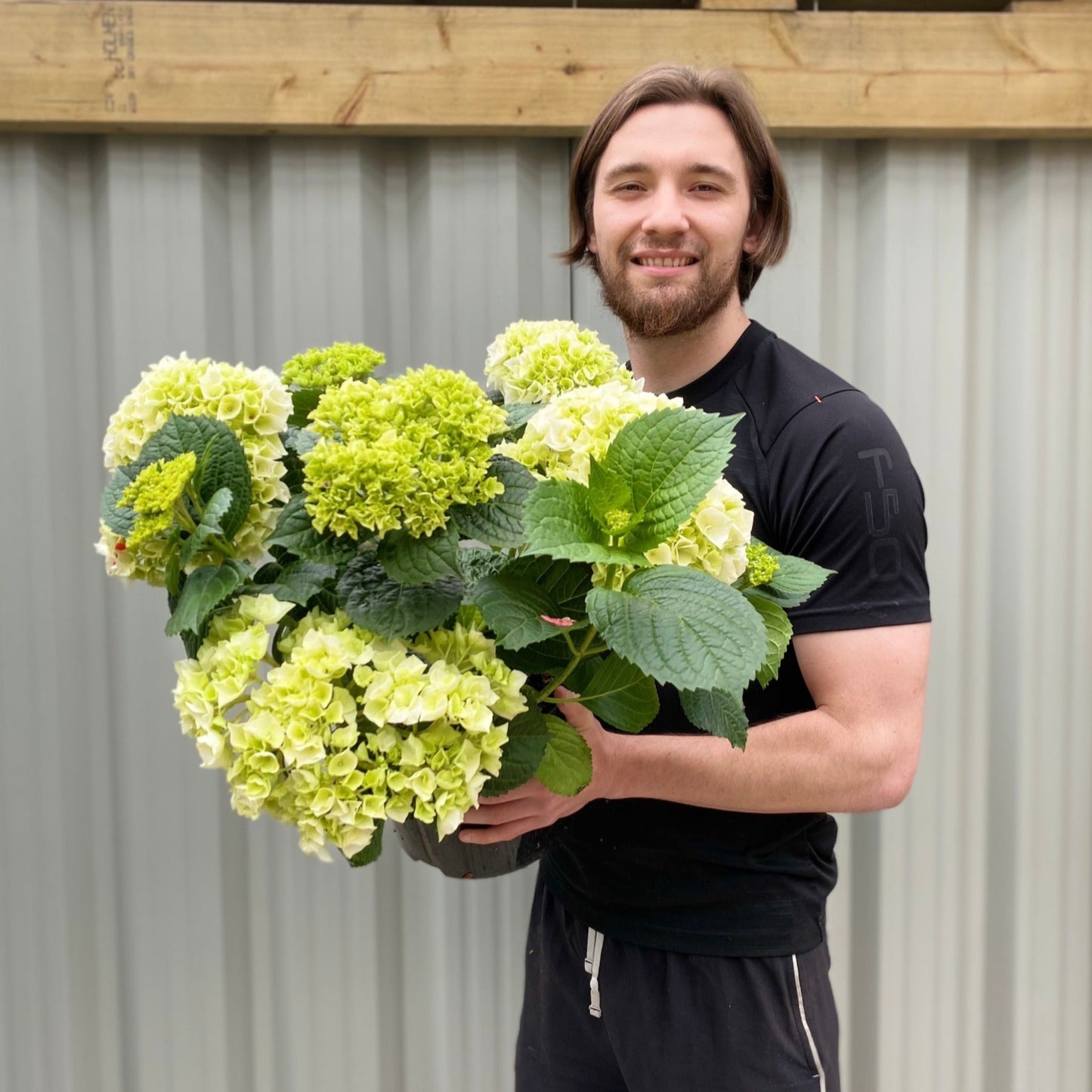 Hydrangea macrophylla 'White Ball' 9cm-10L