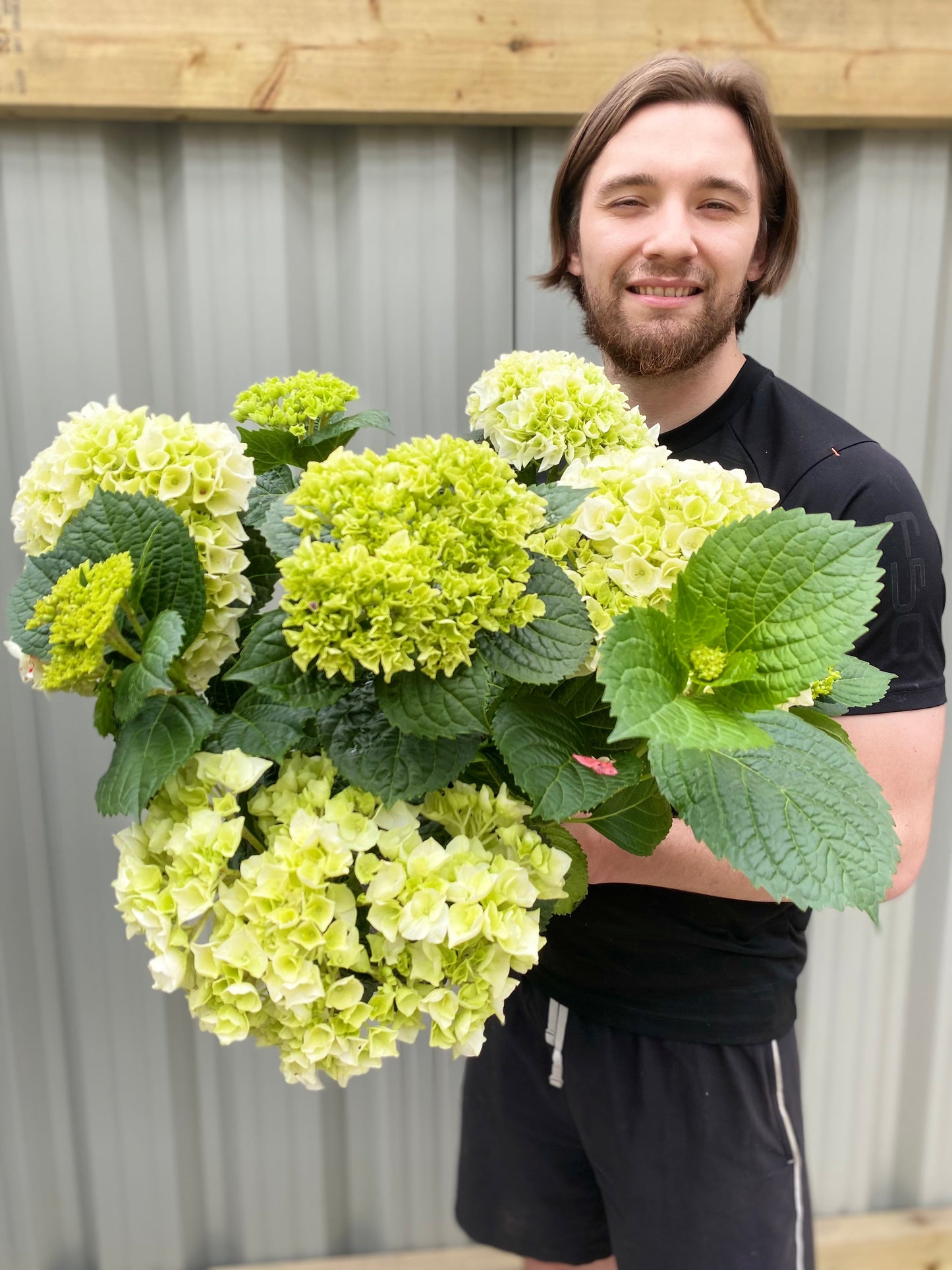 Hydrangea macrophylla 'White Ball' 9cm-10L