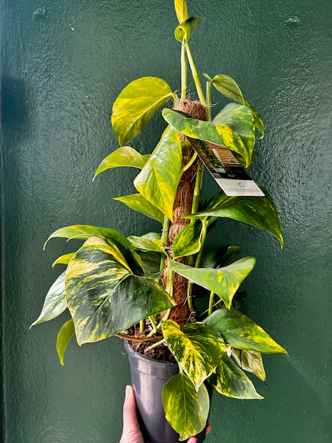 Epipremnum aureum (Golden Pothos/Devils Ivy)