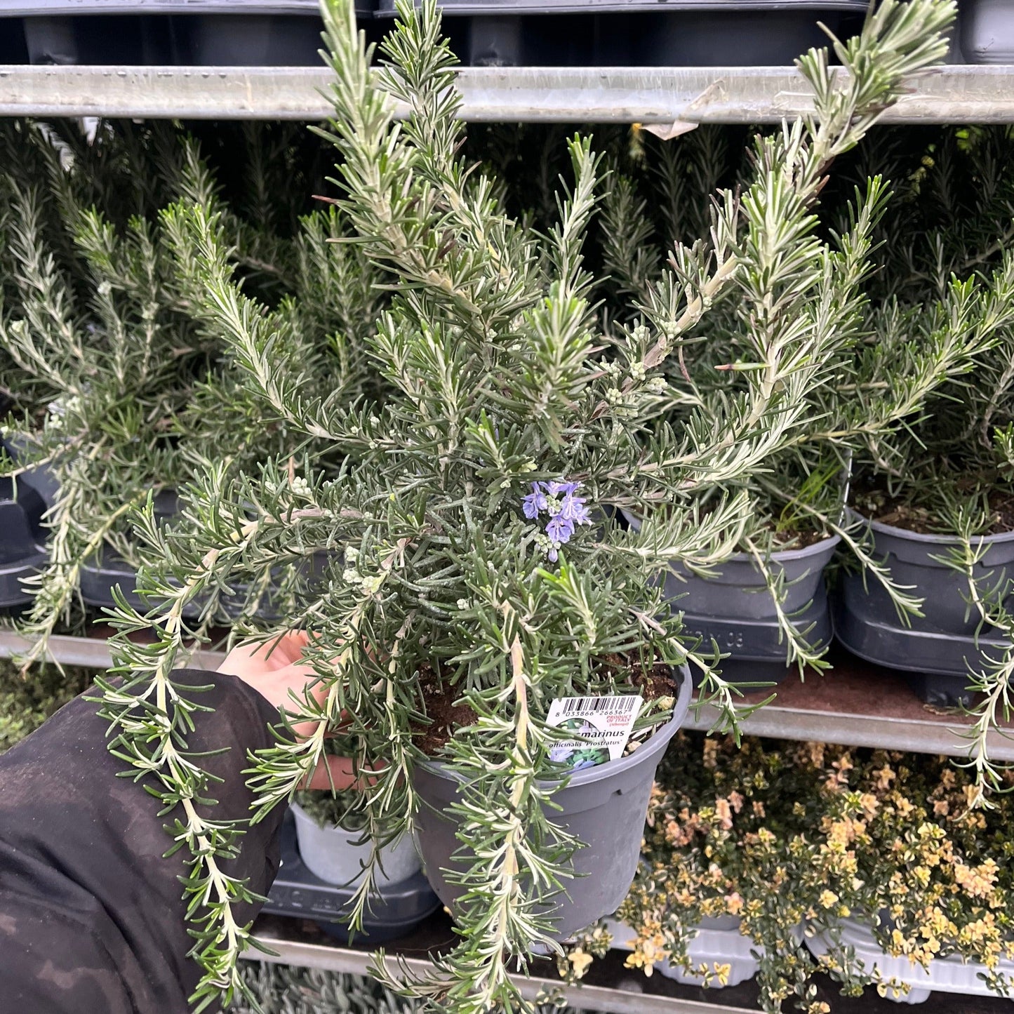 Rosmarinus officinalis 'Prostratus Group' 9cm-2L