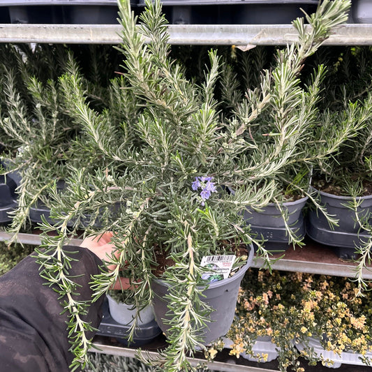 Rosmarinus officinalis 'Prostratus Group' 9cm-2L