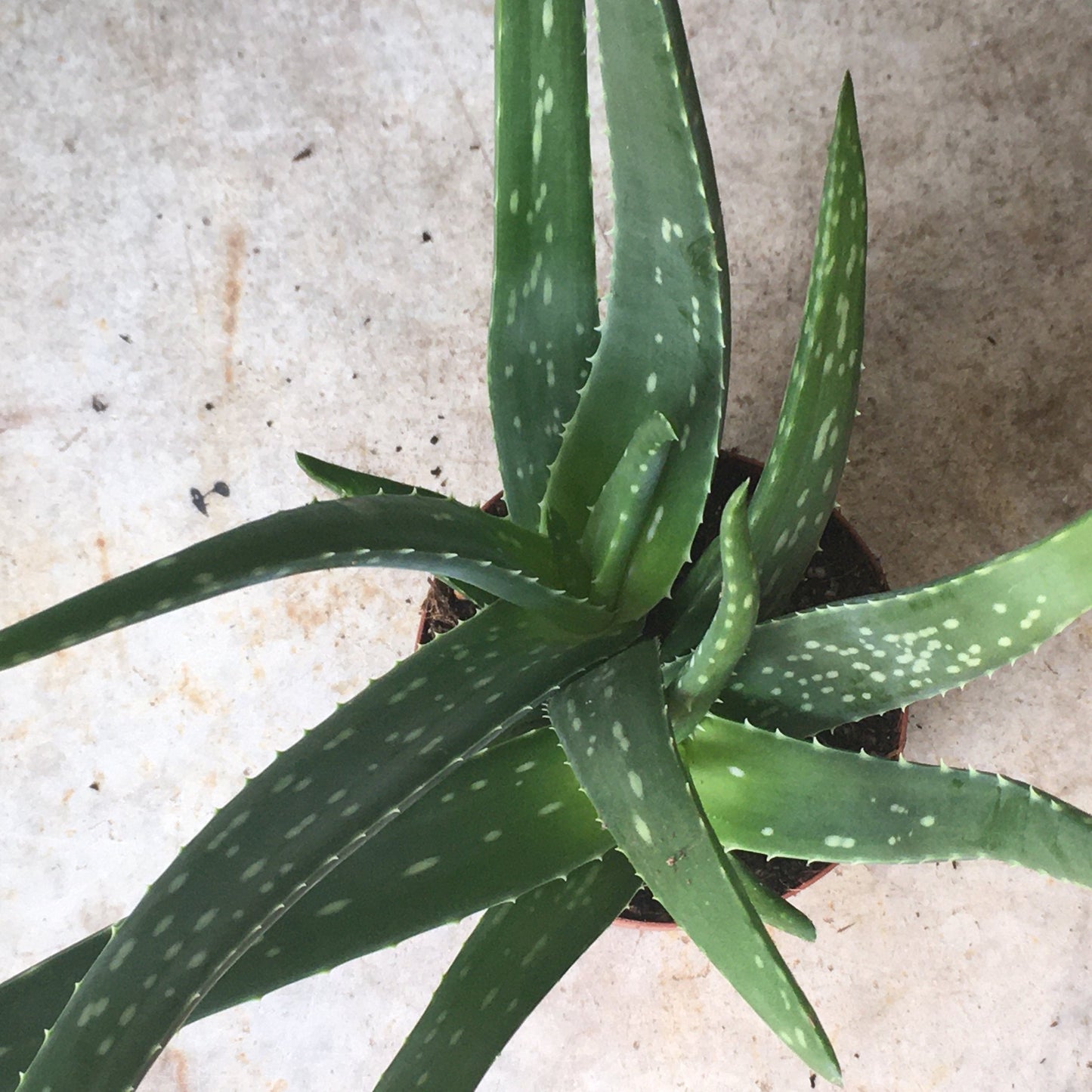 Aloe vera