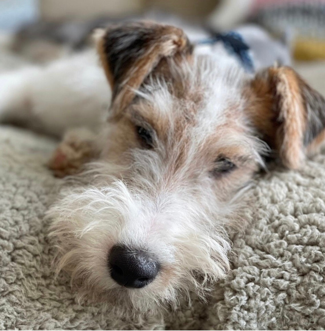 Super Soft Sherpa Fleece Dog/Pet Blanket