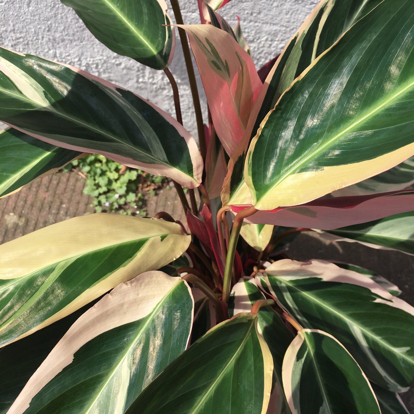 Stromanthe sanguinea 'Triostar'