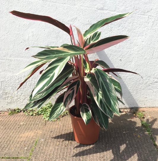 Stromanthe sanguinea 'Triostar'