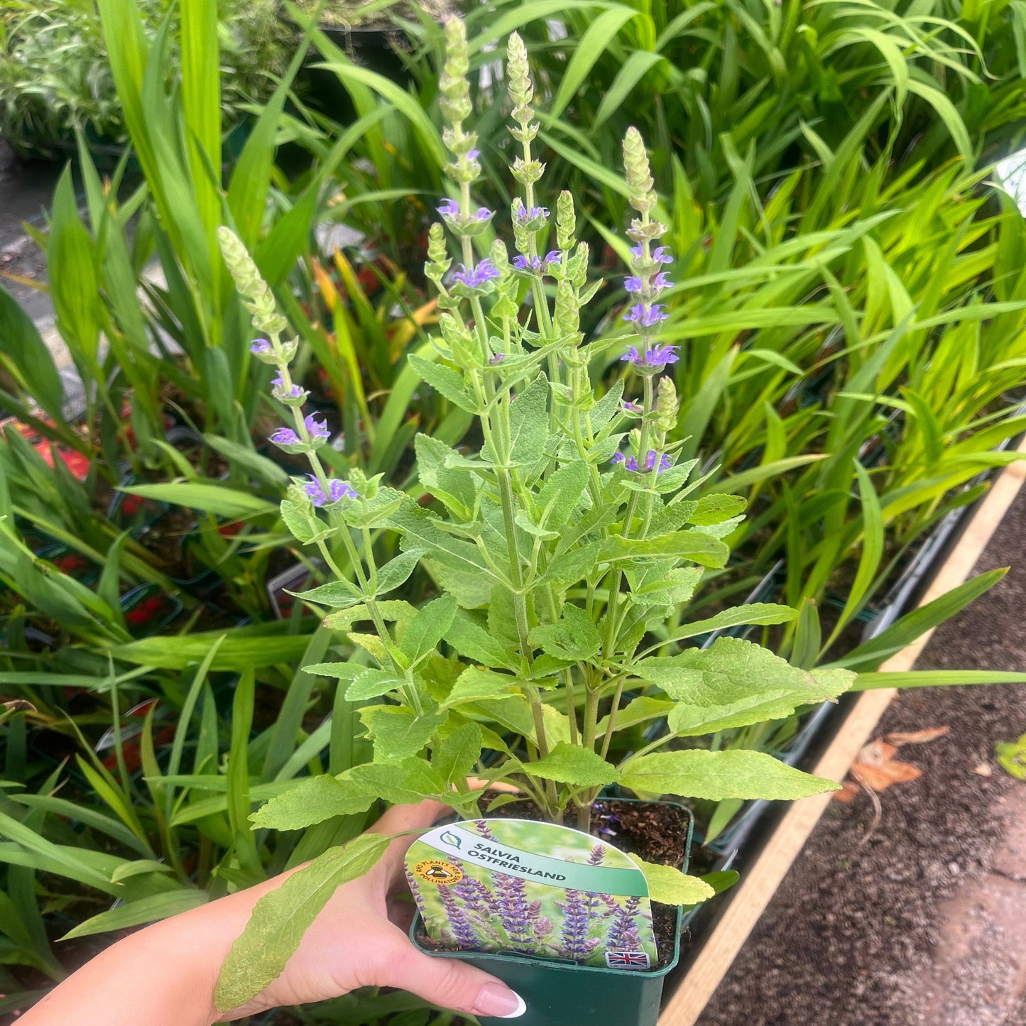 Salvia nemorasa 'Ostfriesland' Blue 9cm / 2L